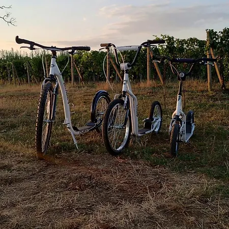 Sklep 353 * Velké Bílovice